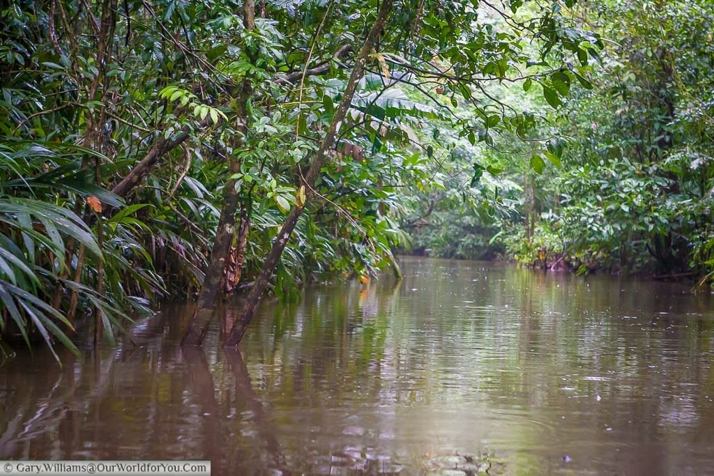 A view down one of the many tributaries that feed the lagoon at Tortuguero.
