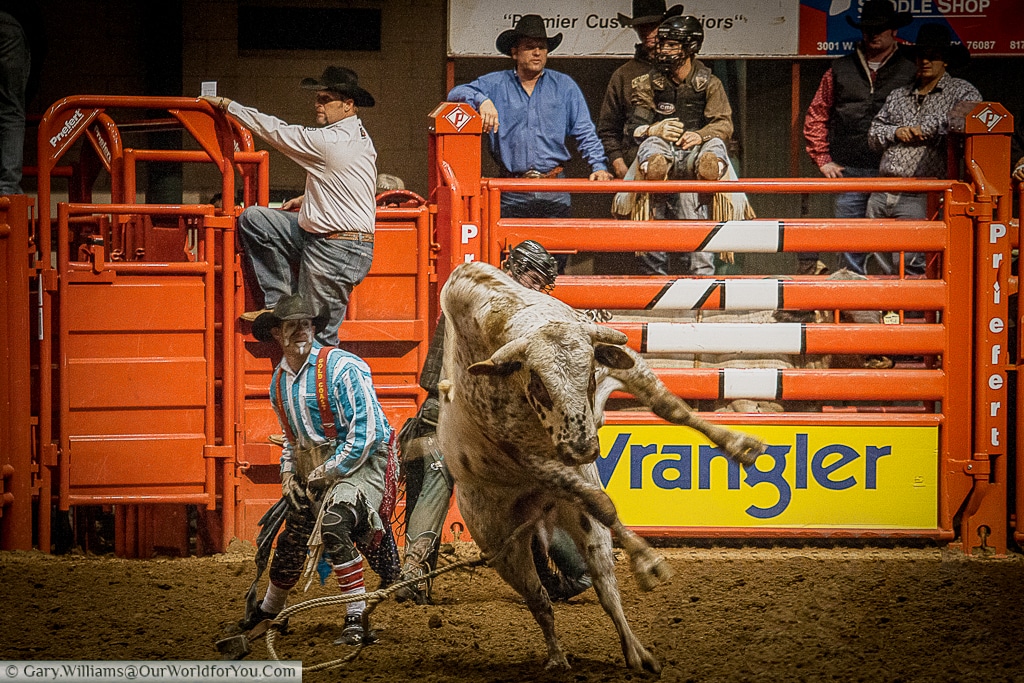 Bring the beast under control at the Stockyards Championship Rodeo, Fort Worth, Texas