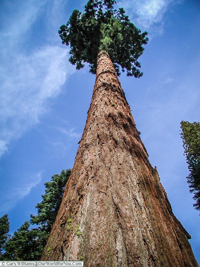 A giant redwood