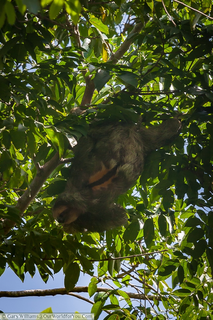 A Sloth hanging upside down, feeding whilst avoiding direct sunlight.