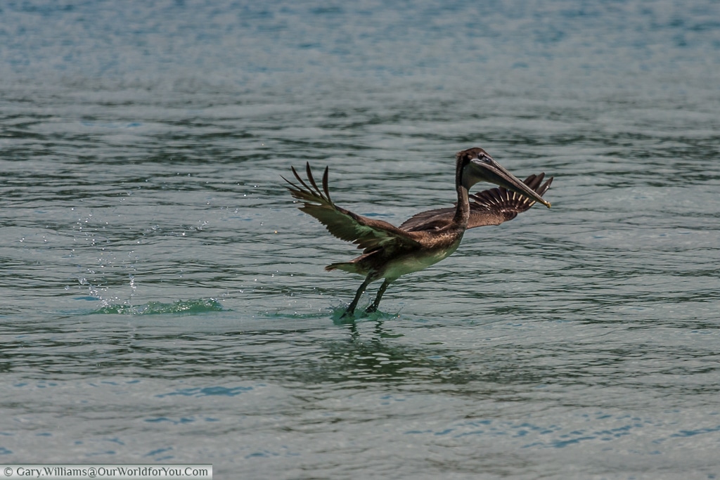 A Brown Pelican just taking off, feet just dragging in the water.
