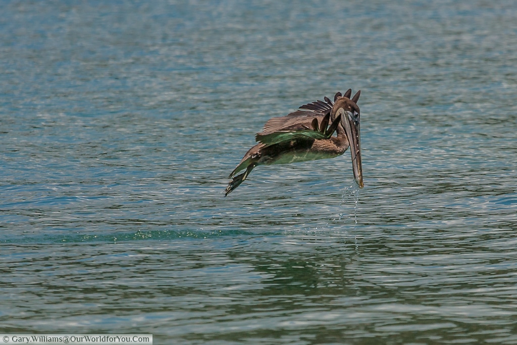 Our Brown Pelican has just skimmed the surface. Watching this bird is fascinating.