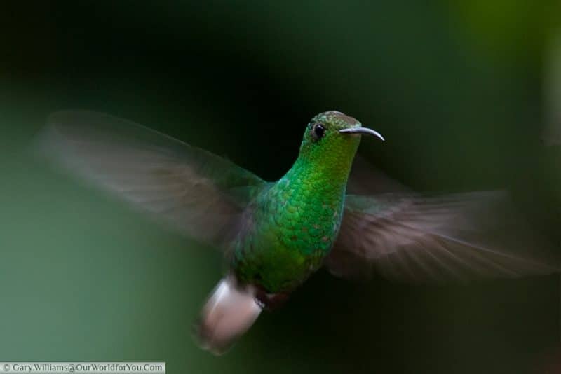 A Coppery Headed Emerald hummingbird in flight