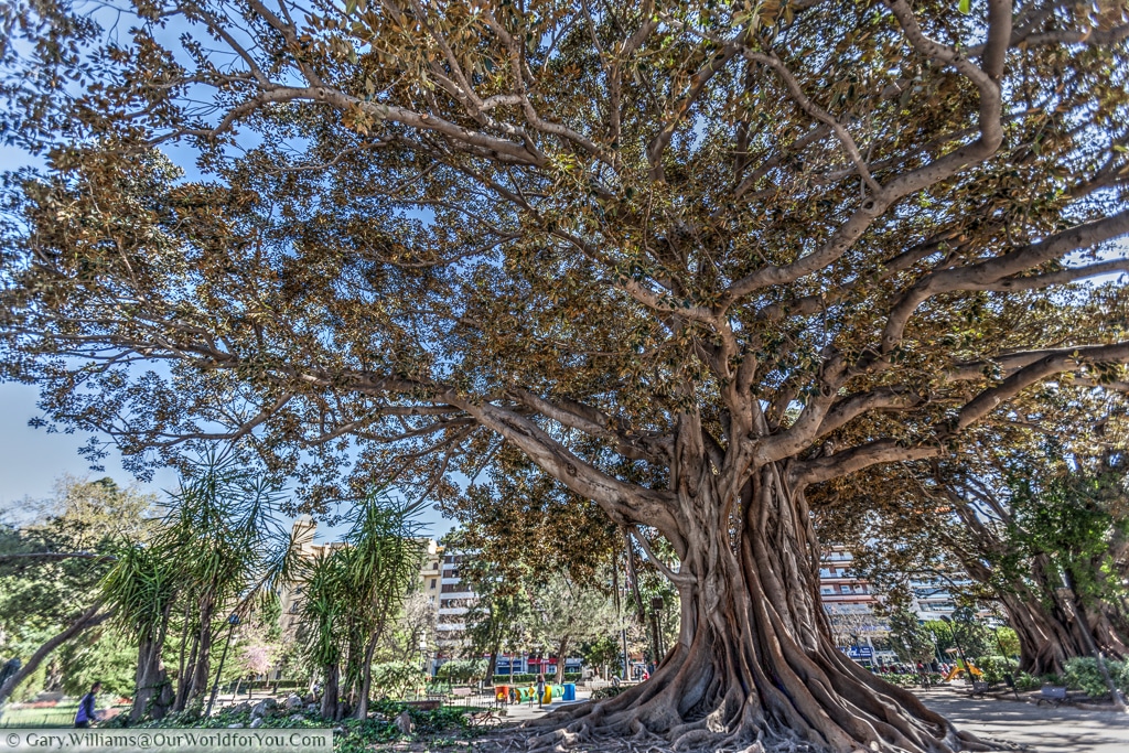 A Ficus Elastica in the Garden of the Glorieta, Valencia, Spain