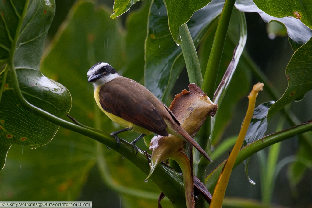 A Great Kiskadee - a fly catcher, whose attention I have caught.