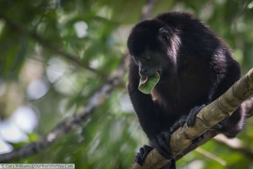 A Howler monkey chewing on a leaf. Sometimes life is that simple.