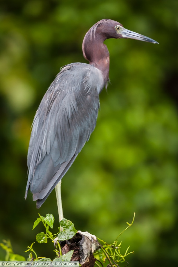 A Little blue heron standing elegantly.
