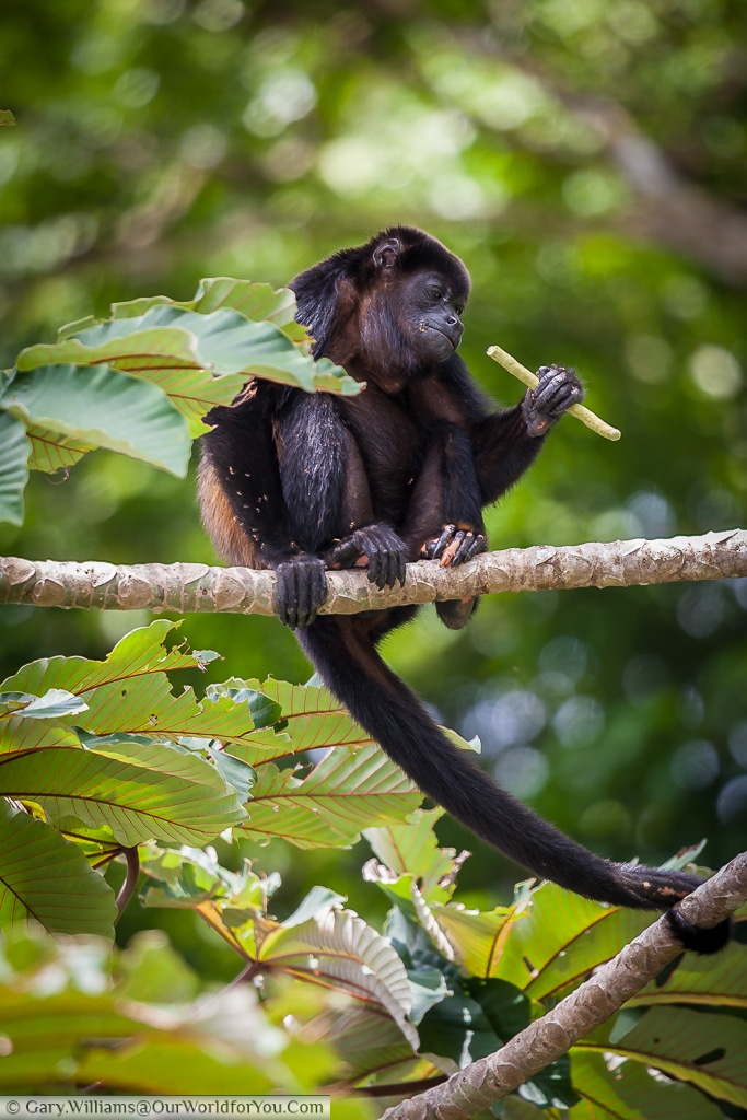 This mantled howler monkey, using its tail to provide extra security.