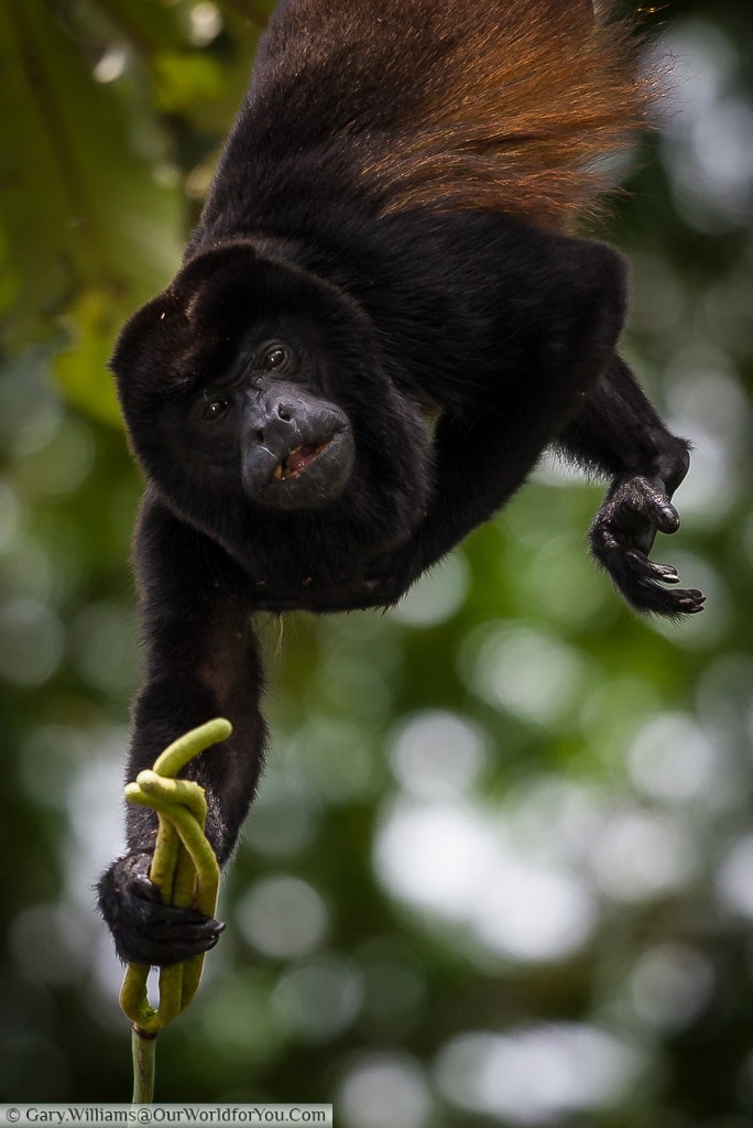 A Howler monkey minding his own business when we pop up on our boat trip.