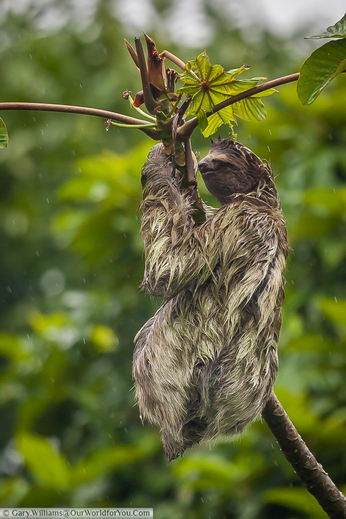 Time waits for no-man, and this Sloth has to eat to survive, regardless of the weather.