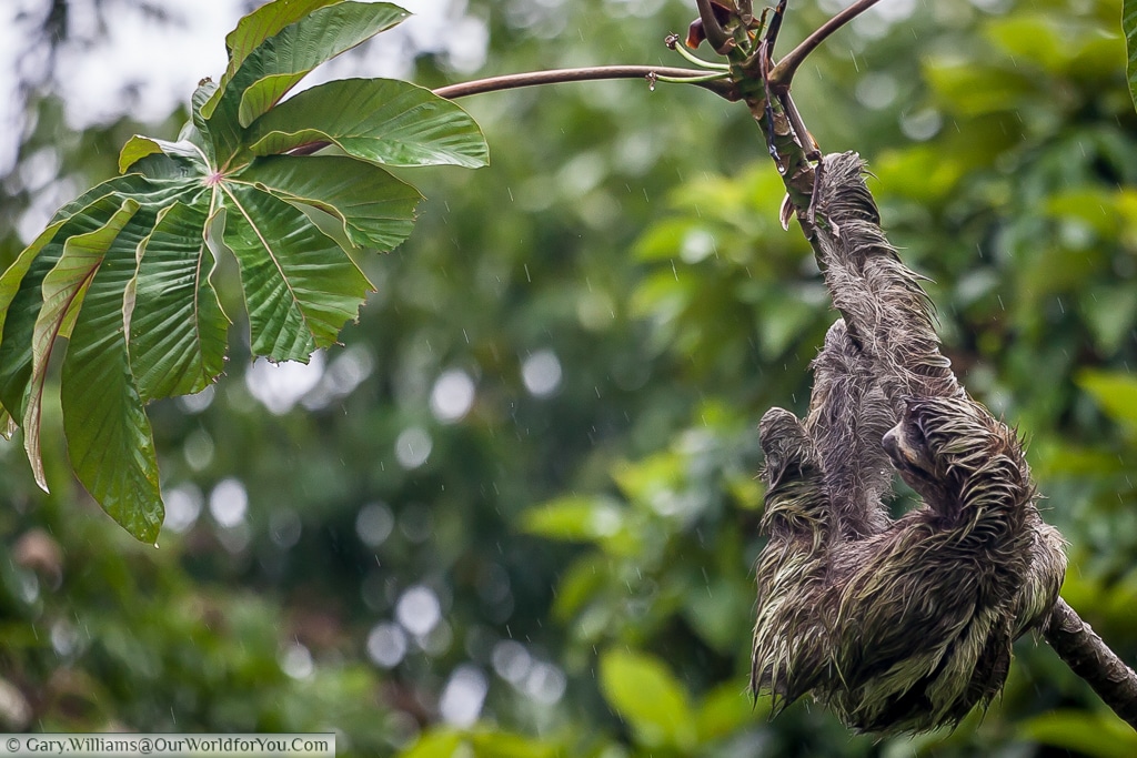 A close-up of our sloth contemplating the lush green leaves at the end of this branch.