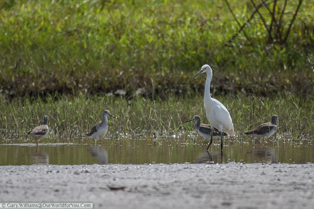 A Snowy Egret and other birds feed at Caño Blanco before our trip to Tortuguero.