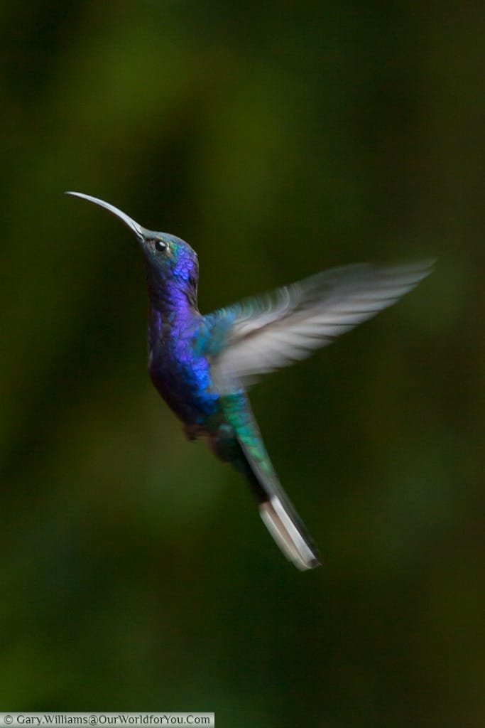 A Violet Sabrewing hummingbird, captured at a feeding station at the Cloud Forest Reserve, Monteverde.