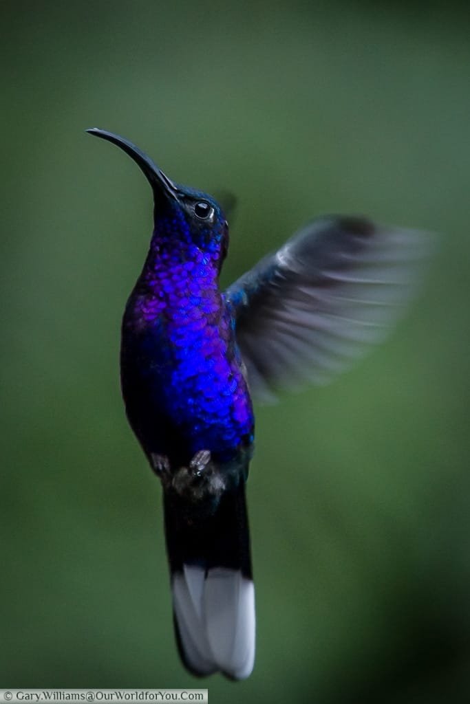 A Violet Sabrewing hummingbird hovering in a near vertical position.