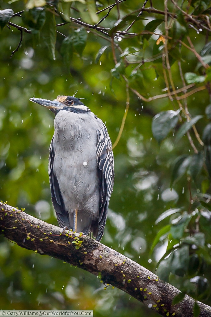 A Yellow-crowned night heron braving the weather.