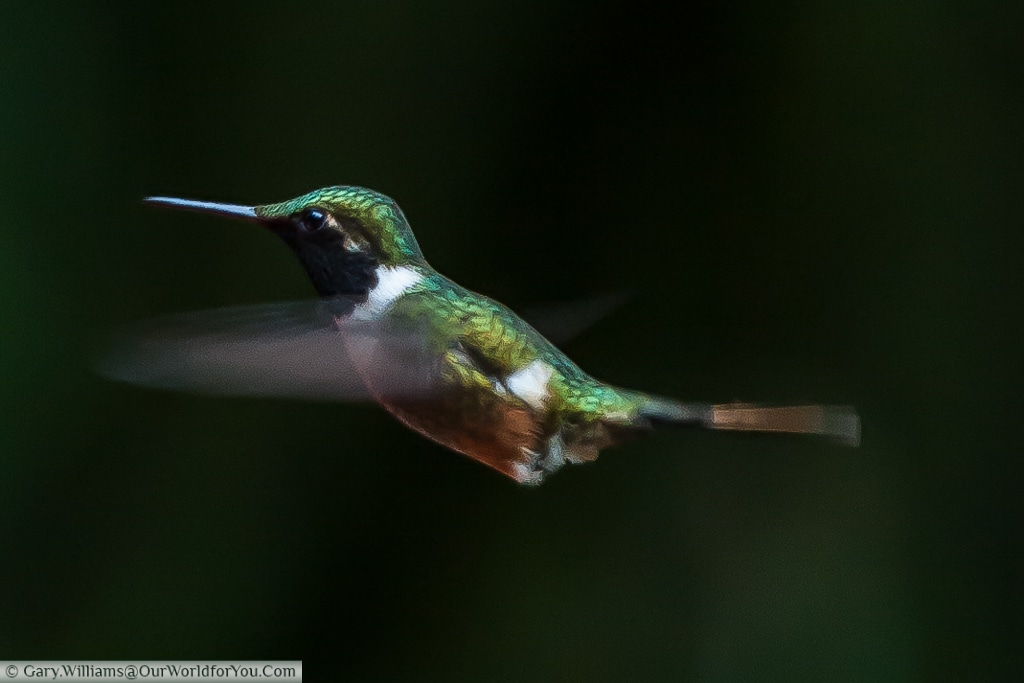 A hummingbird, captured mid-flight at a feeding station in the Cloud Forest Reserve, Monteverde.