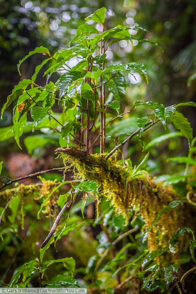 Visiting a rain forest whilst travelling through Costa Rica should be top of your list of things to do, for so many reasons.