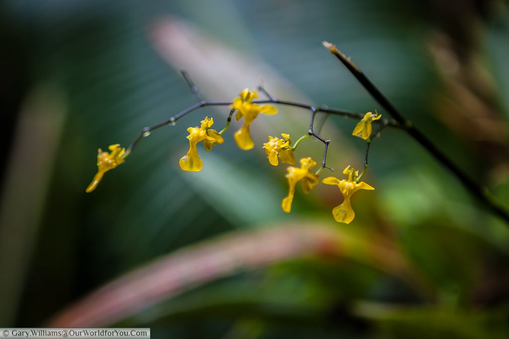 The delicate little yellow drops seem ill equipped to survive in rain forest, yet survive they do.