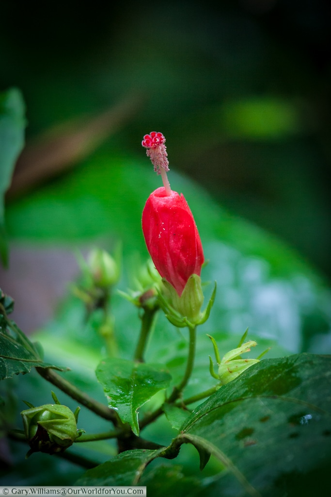 In the lush, dense, background; eye catching flowers, like this bright red example, just pop at you.