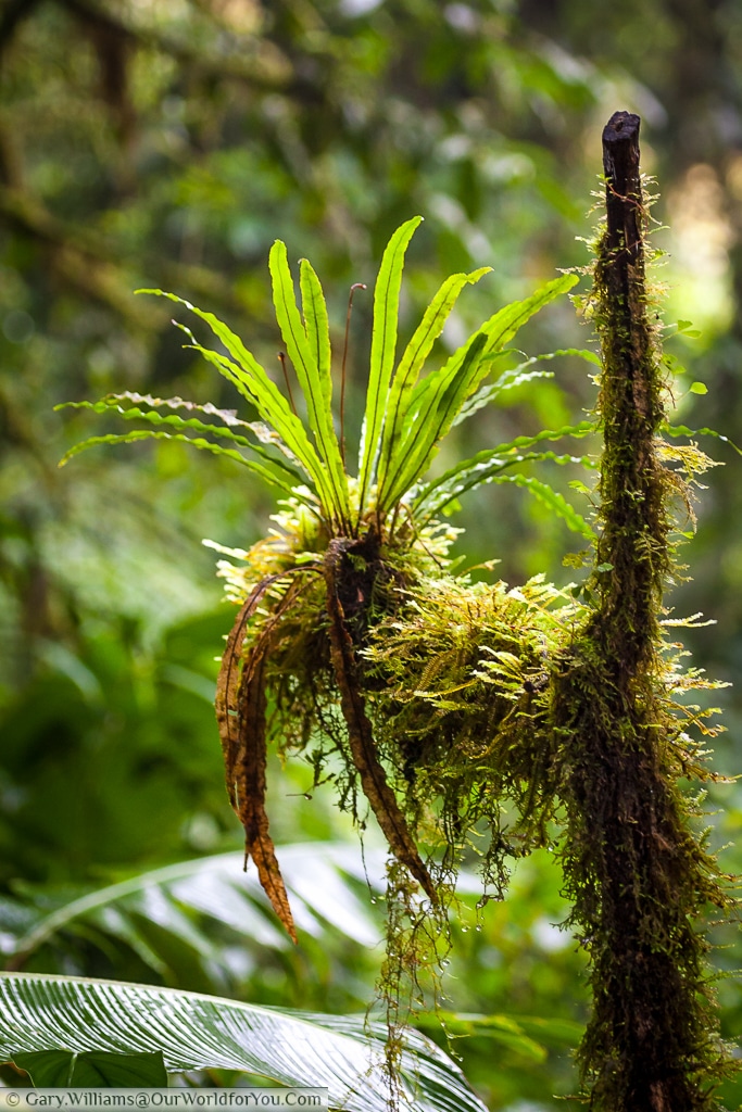 Deep with in the rain forest this plant finds a home on a dead stem.