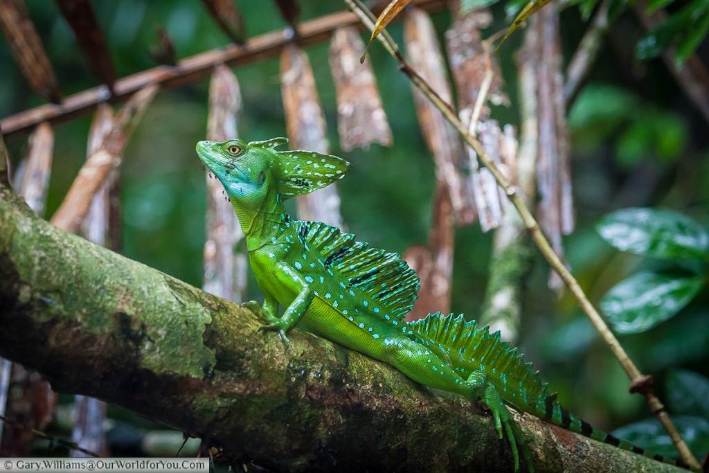 A Jesus Christ Lizard (Green Basilisk) pearched on a tree trunck in Tortuguero.