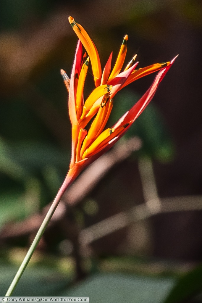 A bright orange flower that catches your eye.