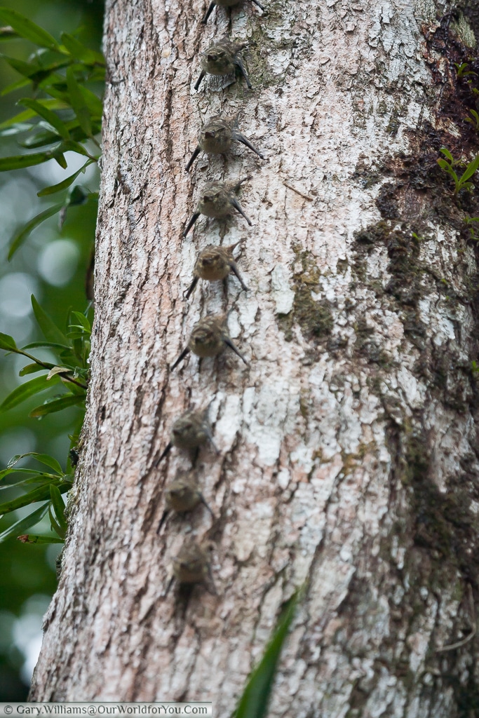 Long-nosed proboscis bats clinging to a tree in Tortuguero.