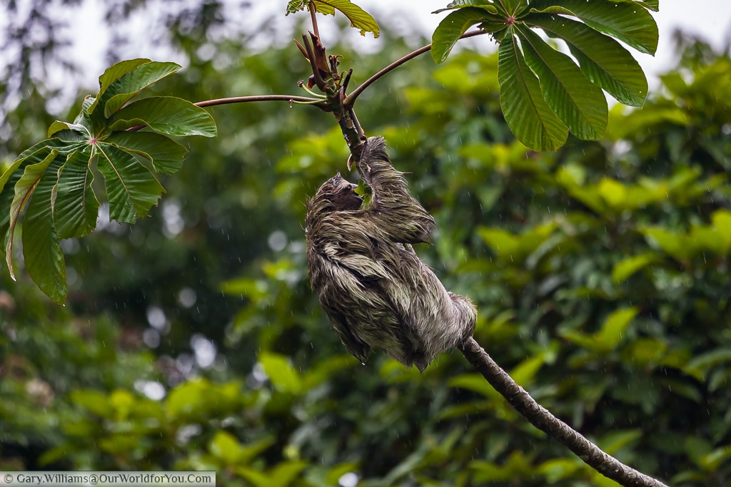 Our Sloth hangs on despite the weather. It's not an easy life.