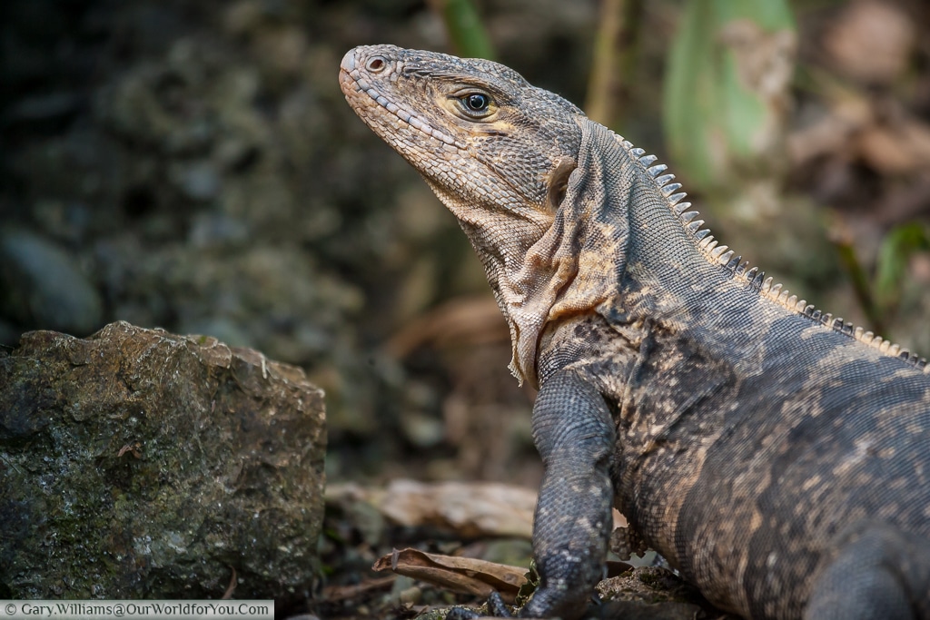 A wonderful Black Iguana warming up in the early morning on a beach at Manuel Antonio.