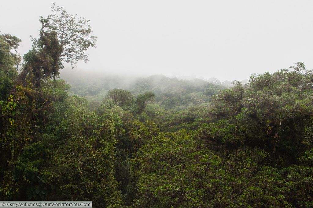 Cloud Forest Reserve, Monteverde, Costa Rica