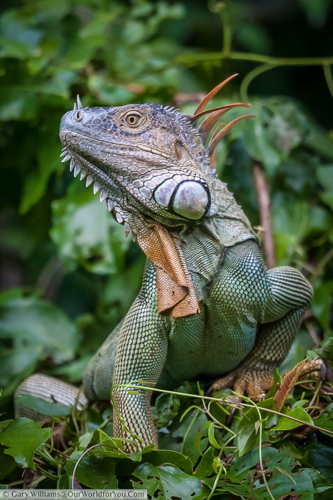The resplendent green iguana, keep watch at the edge of one one the many canals in Tortuguero.
