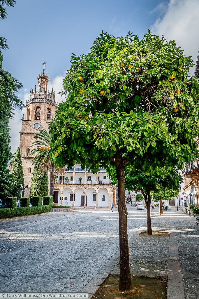 The orange tree lined Plaza Duquesa de Parcent with the Parroquia Santa María la Mayor in the background.