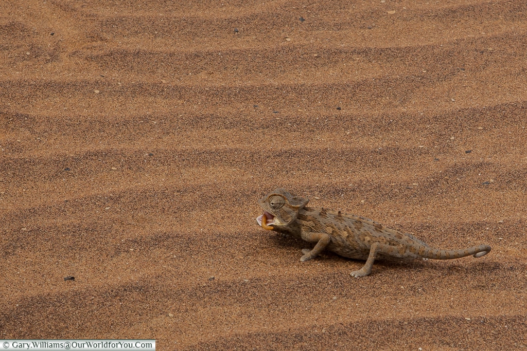A Desert Chameleon scampering away with lunch, Living Desert Adventures, Walvis Bay, Swakopmund, Namibia