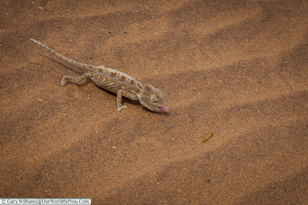 A Desert Chameleon stalking lunch, Living Desert Adventures, Walvis Bay, Swakopmund, Namibia