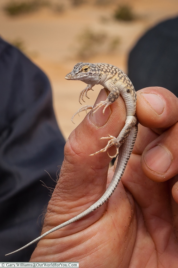 A Reticulated Desert lizard,Living Desert Adventures, Walvis Bay, Swakopmund, Namibia