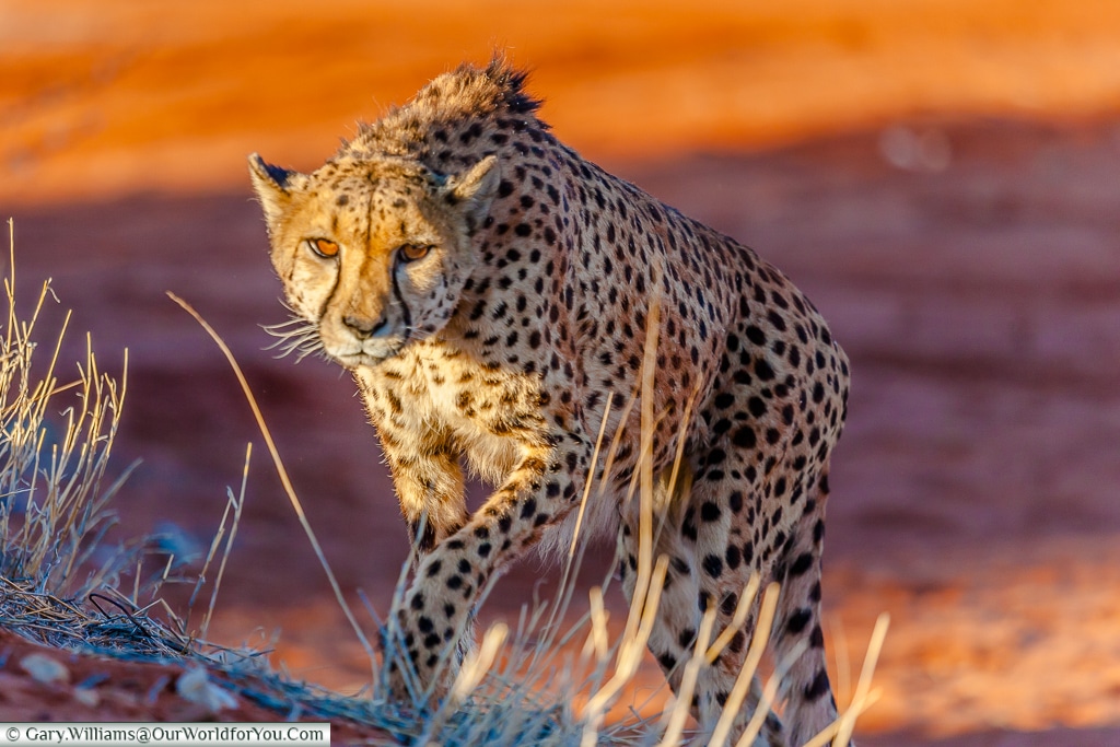 A stalking Cheetah, Bagatelle Kalahari Game Ranch, Namibia
