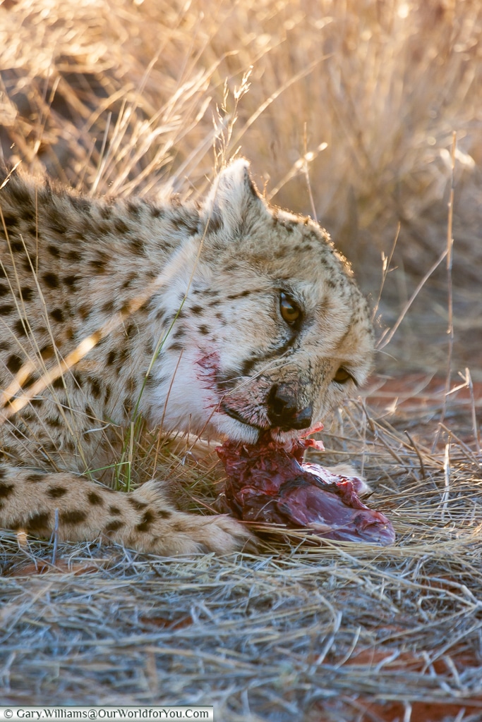 A cheetah chomping down, Bagatelle Kalahari Game Ranch, Namibia