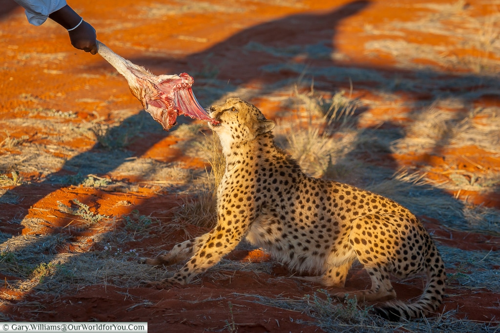 A cheetah fighting for its supper, Bagatelle Kalahari Game Ranch, Namibia