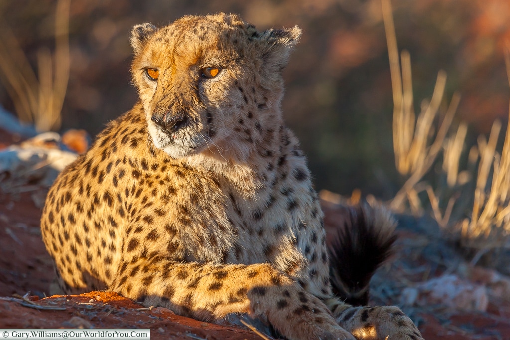 A cheetah observing, Bagatelle Kalahari Game Ranch, Namibia