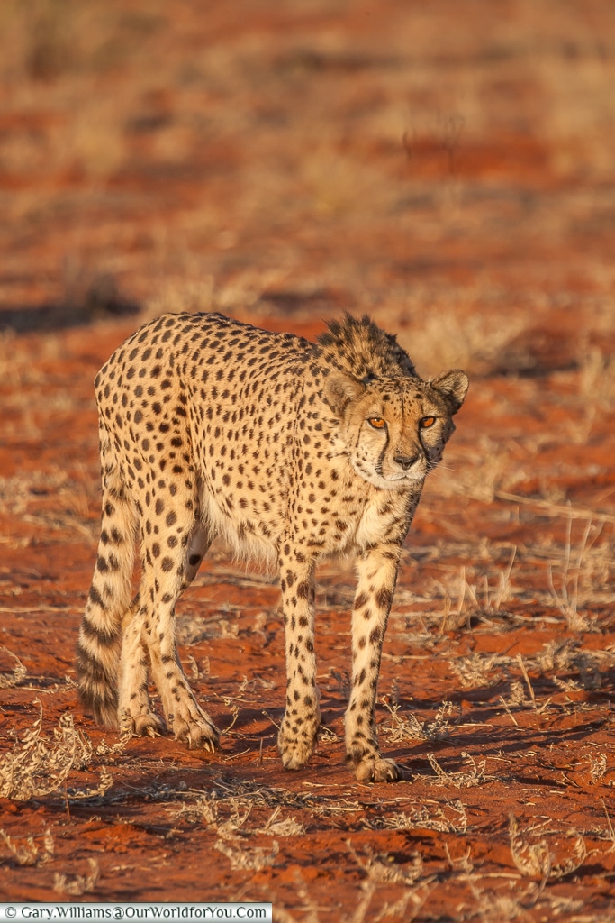 A cheetah preparing, Bagatelle Kalahari Game Ranch, Namibia