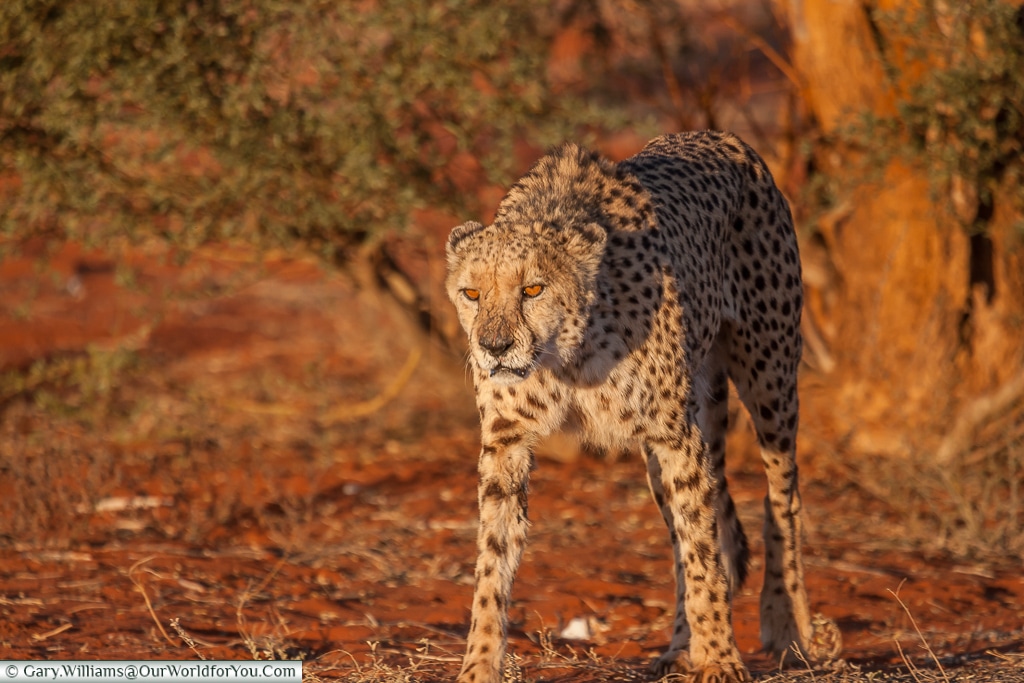 A cheetah ready to pounce, Bagatelle Kalahari Game Ranch, Namibi