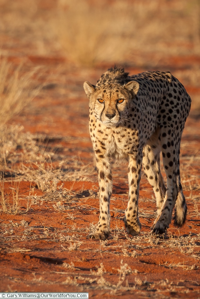 A cheetah waiting, Bagatelle Kalahari Game Ranch, Namibia