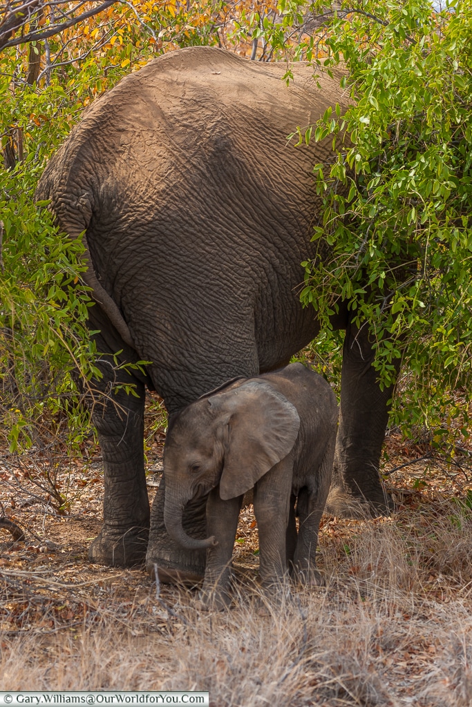 A child staying close to mother, desert elephants, Kunene Region, Namibia