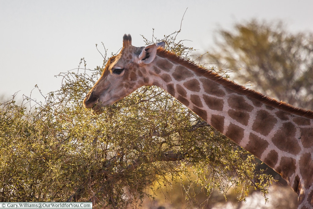 A giraffe, Bagatelle Kalahari Game Ranch, Namibia