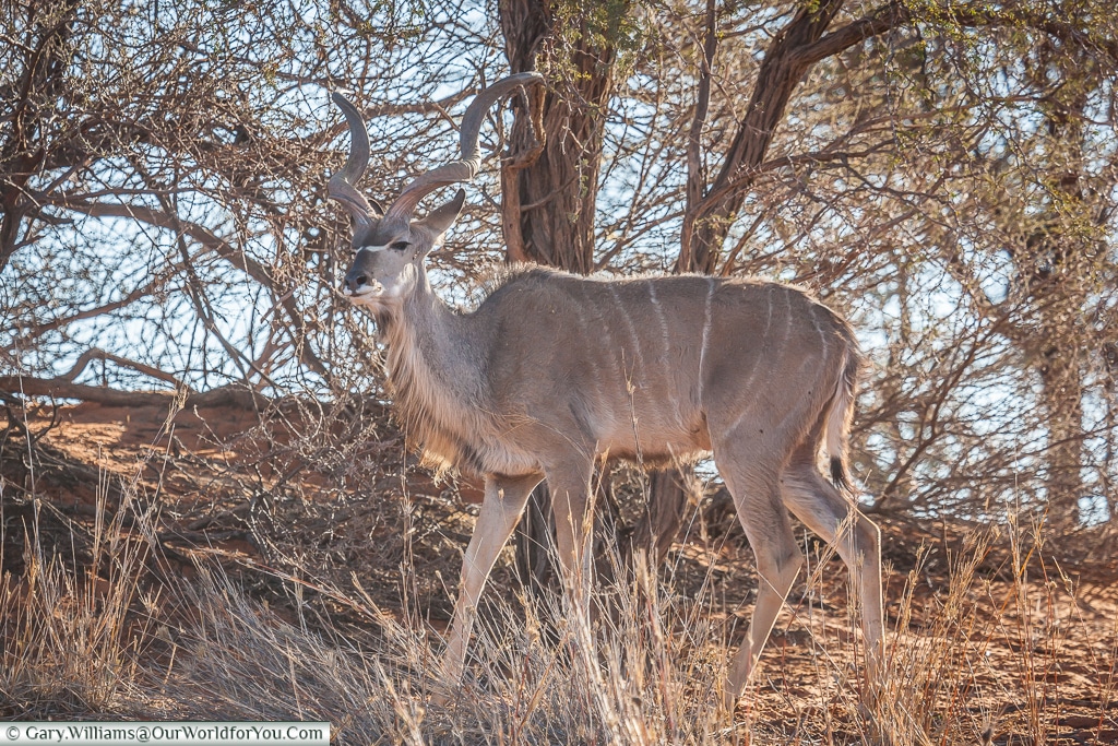 A kudu in hiding, Bagatelle Kalahari Game Ranch, Namibia