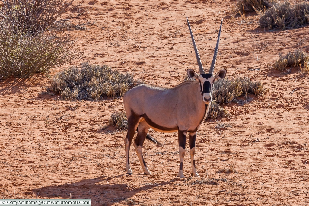 A solitary gemsbok, Morning Game Drive, Bagatelle Kalahari Game Ranch, Namibia