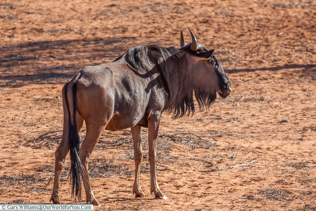 A lone wildebeest, Bagatelle Kalahari Game Ranch, Namibia