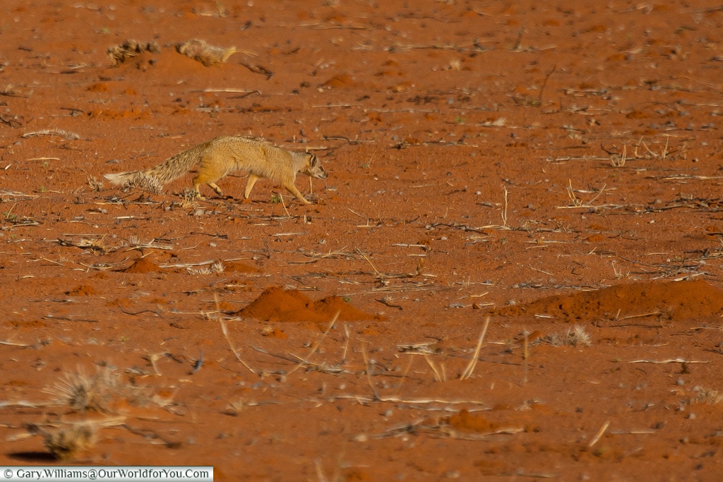 A mongoose, Bagatelle Kalahari Game Ranch, Namibia