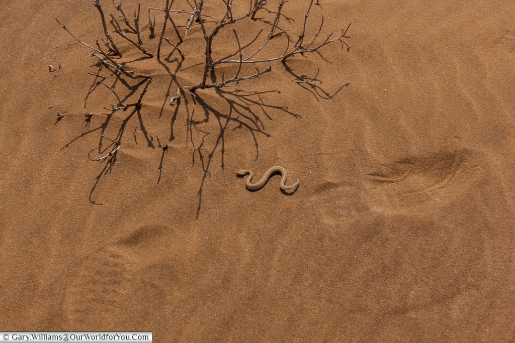 A sidewinder snake darting for cover, Living Desert Adventures, Walvis Bay, Swakopmund, Namibia