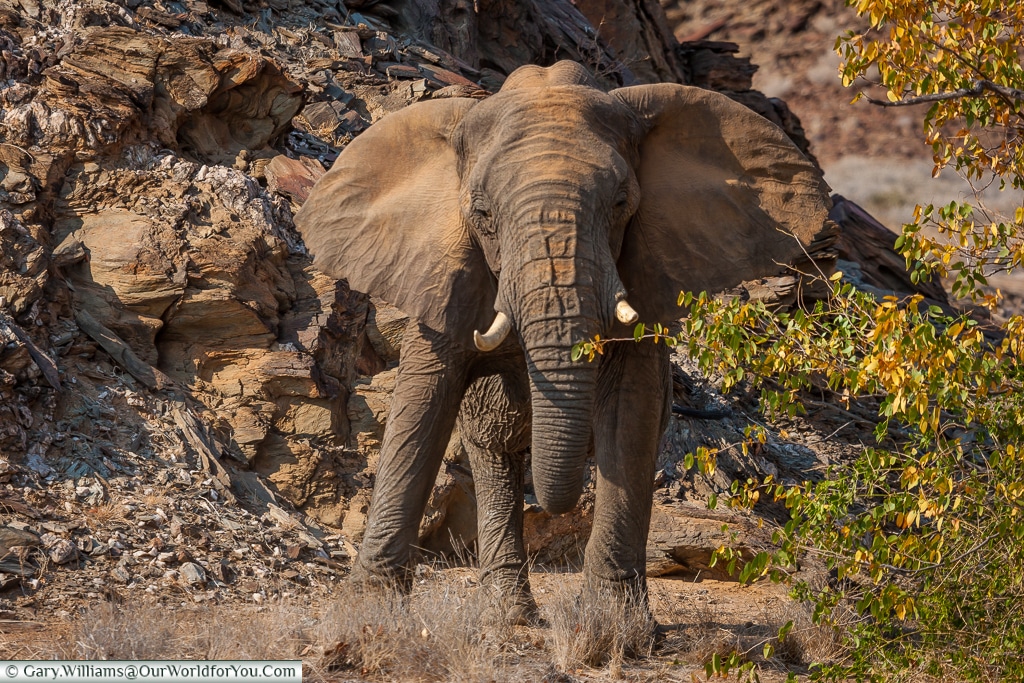 A suprised bull elephant, desert elephants, Kunene Region, Namiba